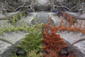 Побачити світ очима тварин допоможе спеціальній програмі Побачити світ очима тварин допоможе спеціальній програмі